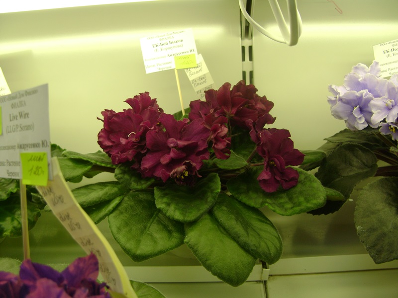 DSC01046.JPG