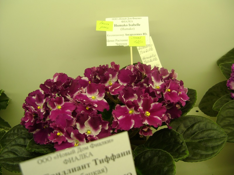 DSC01049.JPG