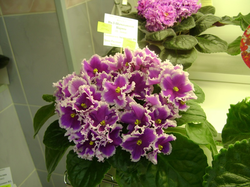 DSC01052.JPG