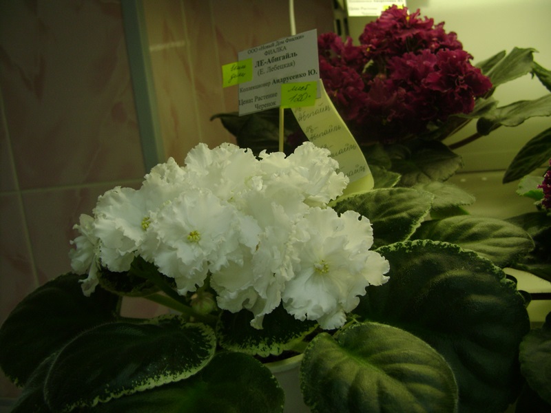 DSC01053.JPG
