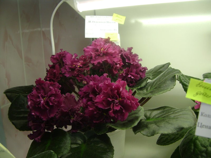 DSC01054.JPG