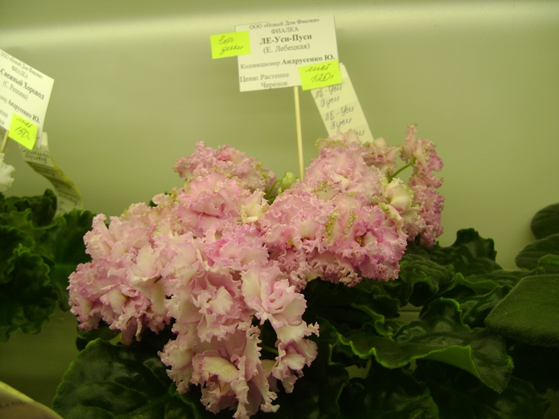 DSC01055.JPG