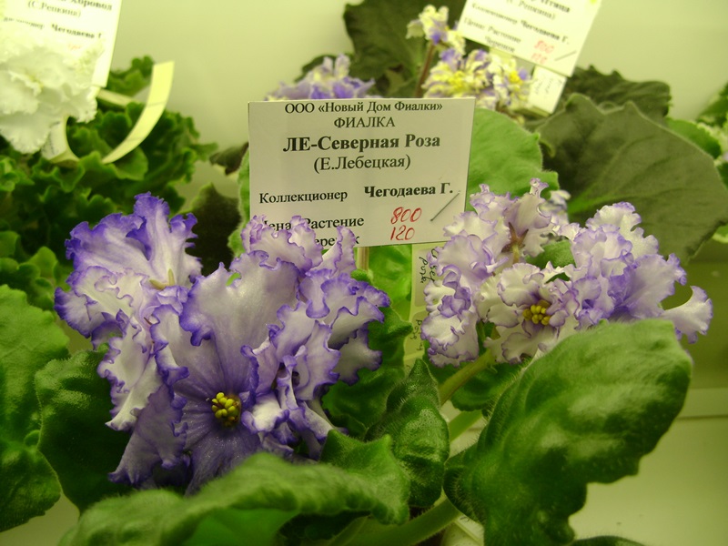 DSC01058.JPG