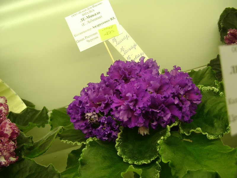 DSC01059.JPG