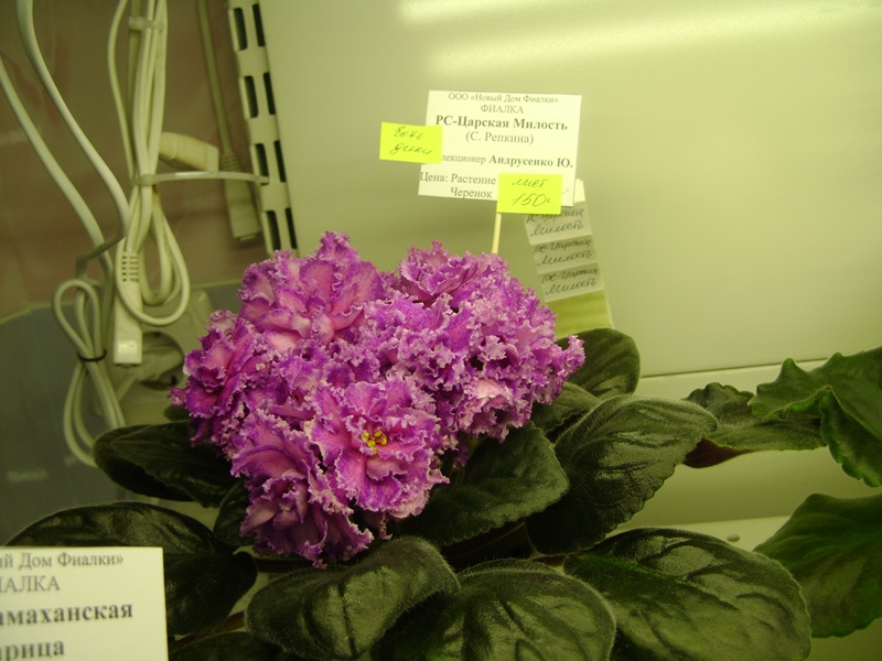 DSC01061.JPG