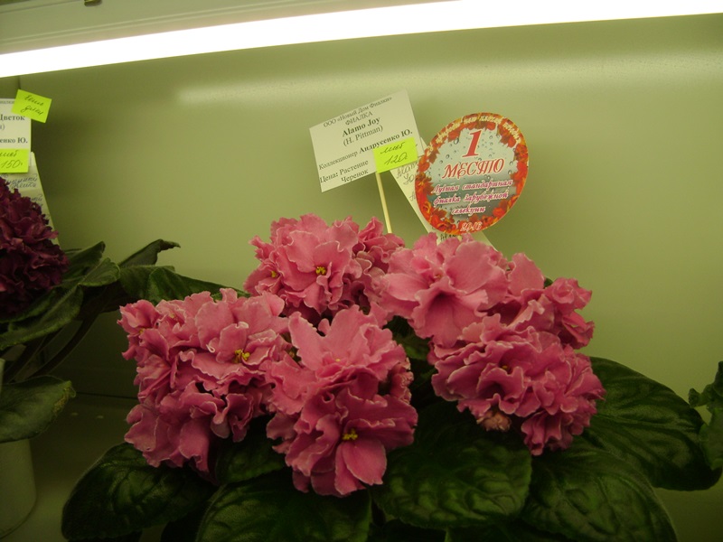 DSC01065.JPG