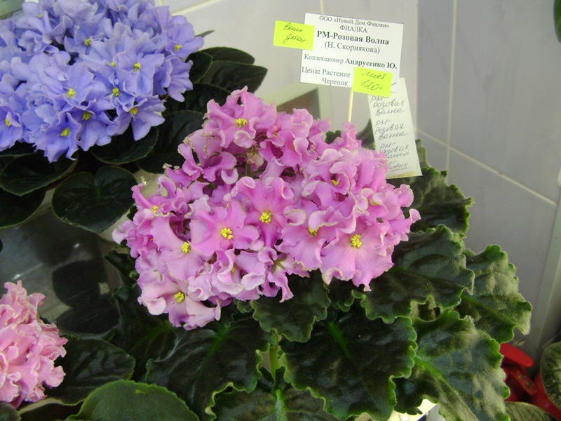 DSC01068.JPG