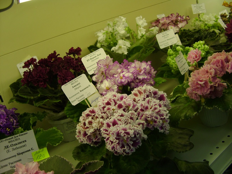 DSC01102.JPG