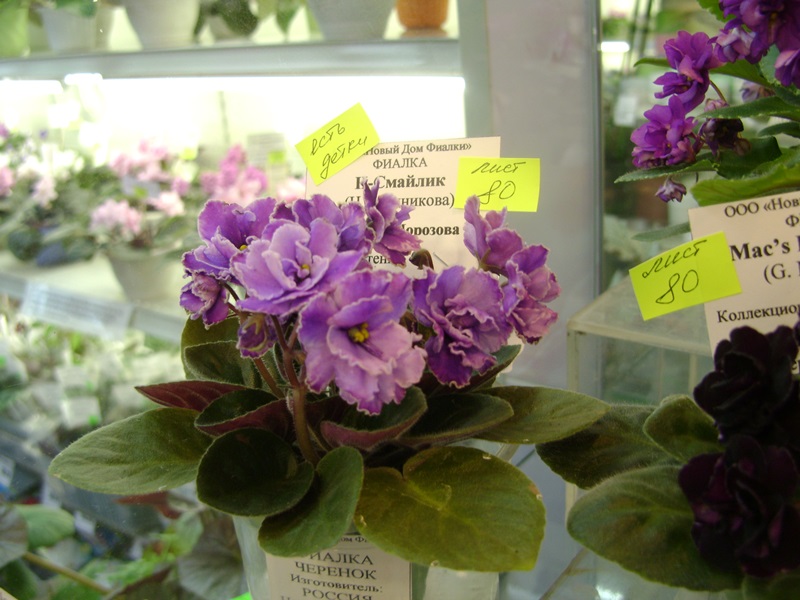 DSC01088.JPG