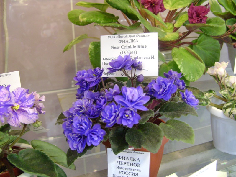 DSC01075.JPG