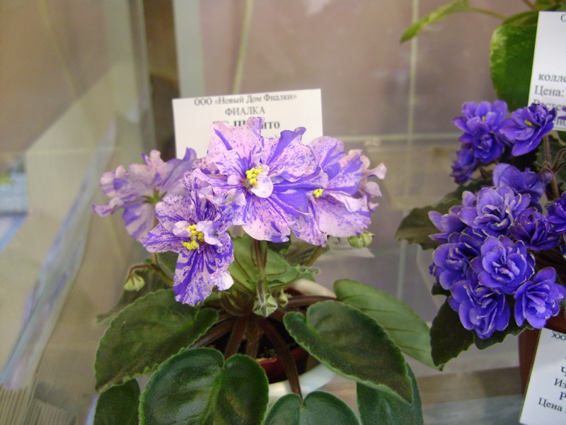 DSC01077.JPG