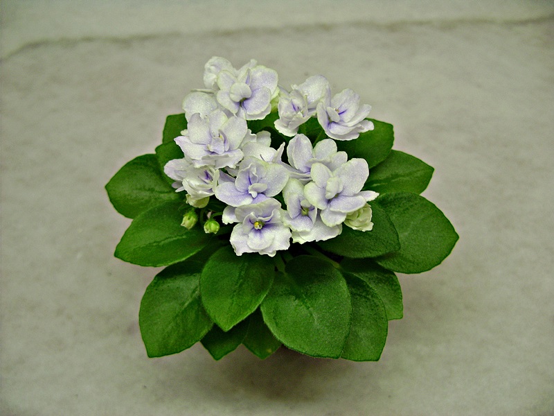 DSC03994-ДФ.JPG