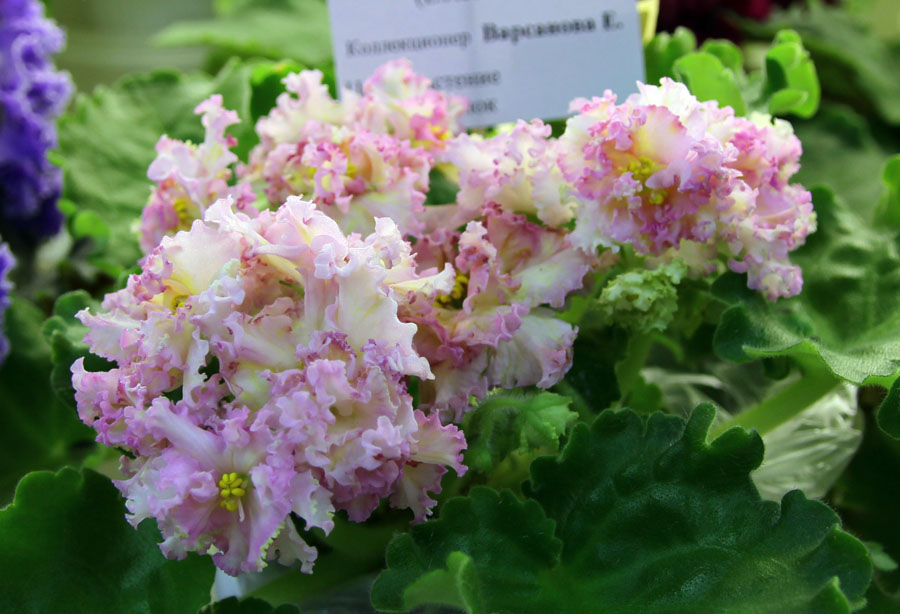 ЛЕ-Злато Скифов