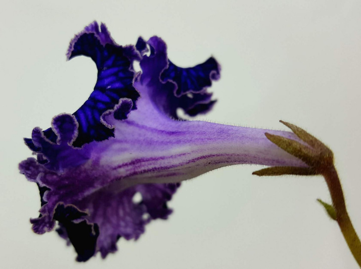 image12.jpg