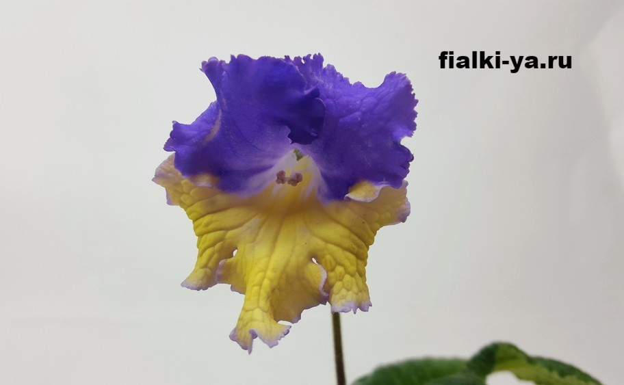 crop_161056727_xJaSAKF.jpg