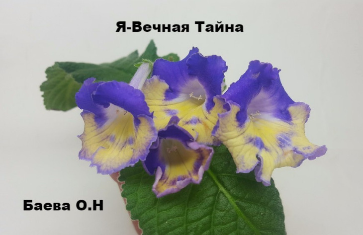 crop_161056638_qw8w.jpg