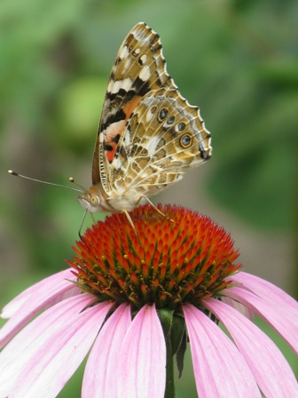 IMG_6484.JPG