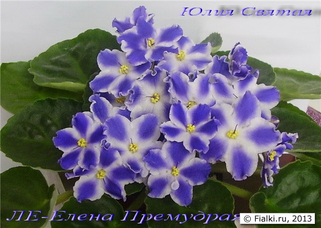 ЛЕ Елена.jpg