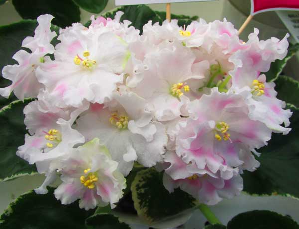 Пименова.jpg