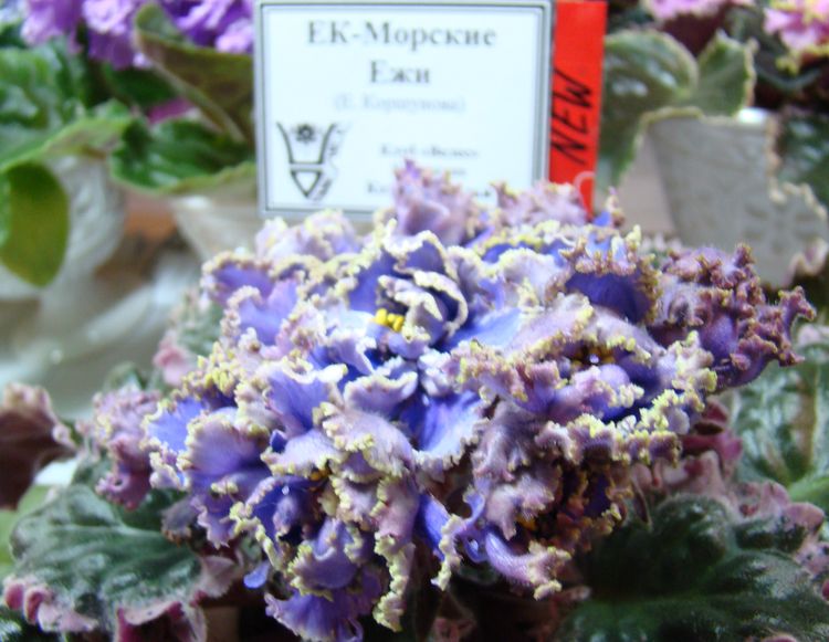 DSC03424.JPG