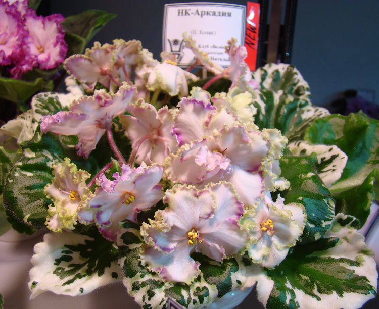 DSC03428.JPG
