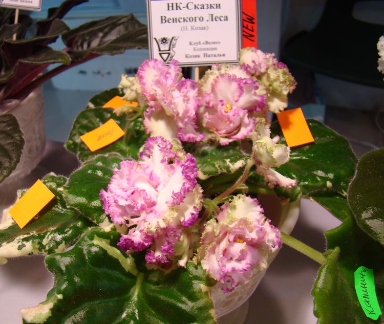 DSC03436.JPG