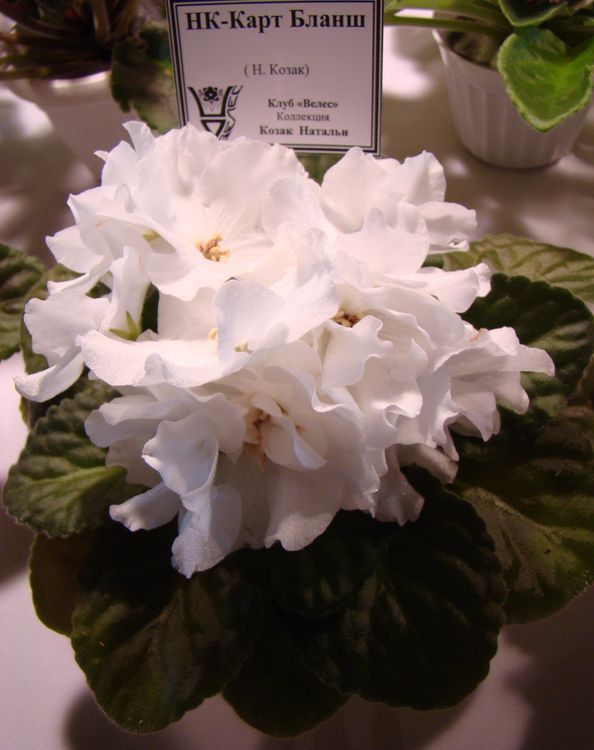 DSC03437.JPG