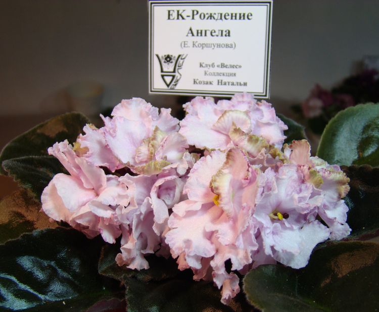 DSC03429.JPG