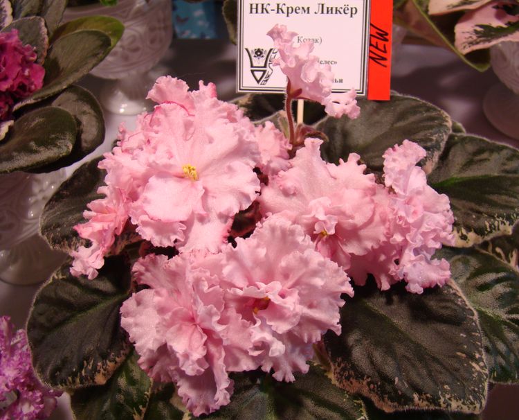 DSC03434.JPG