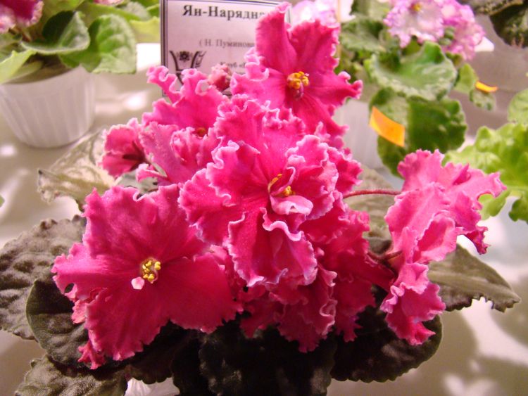 DSC03439.JPG