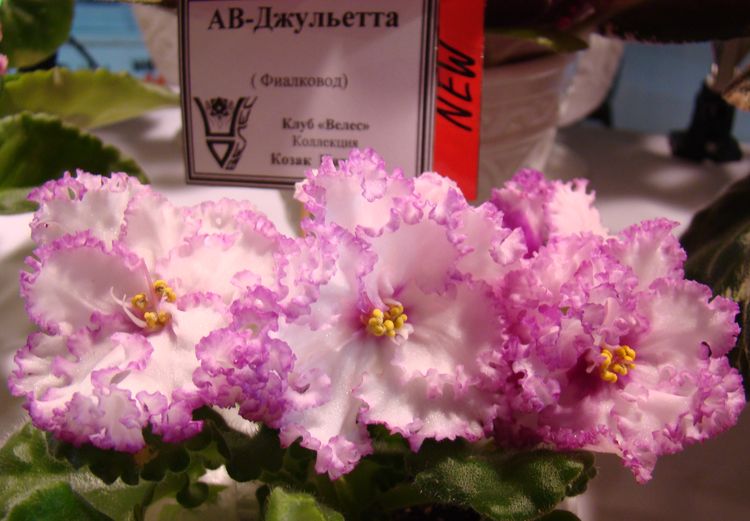 DSC03440.JPG