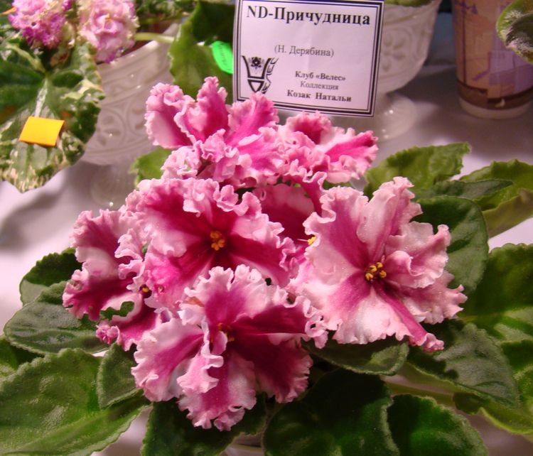 DSC03441.JPG