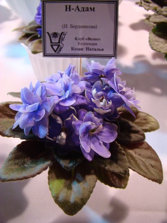 DSC03445.JPG