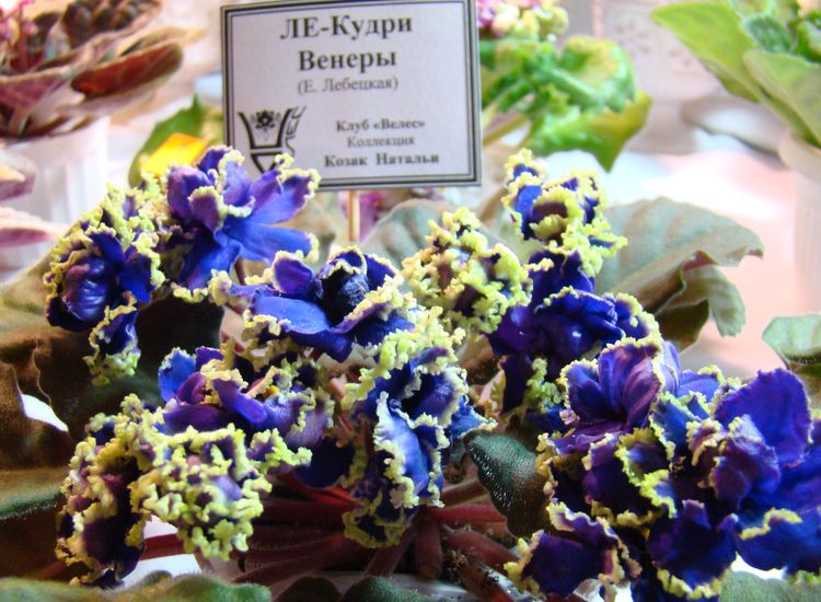 DSC03460.JPG