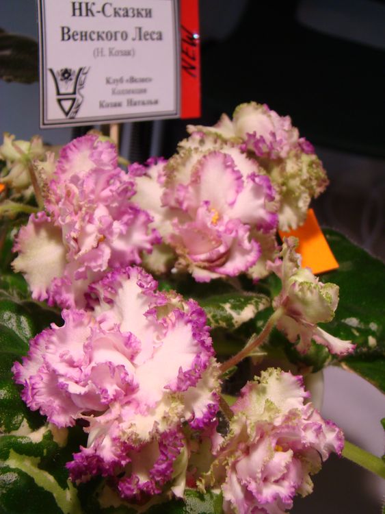 DSC03467.JPG
