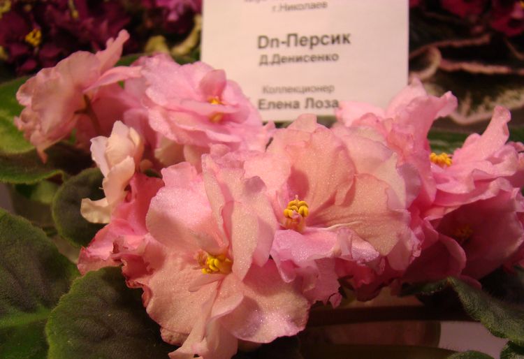 DSC03499.JPG