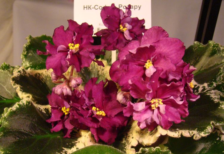 DSC03500.JPG