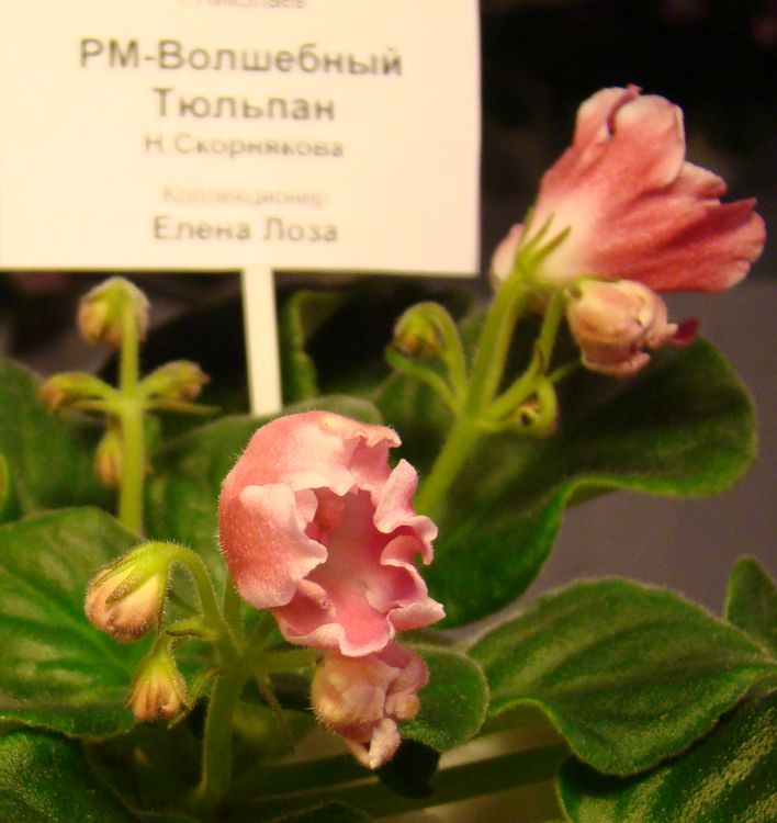 DSC03504.JPG