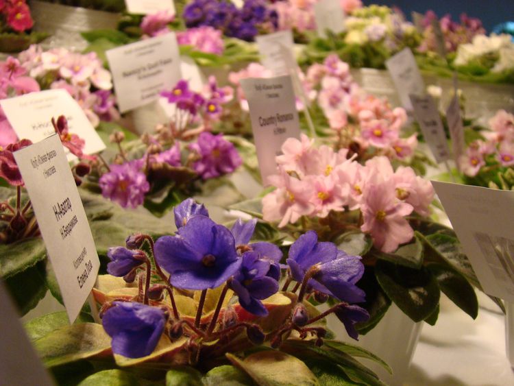 DSC03507.JPG