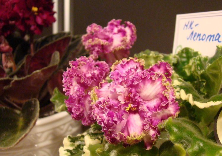 DSC03517.JPG