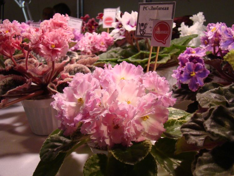 DSC03550.JPG