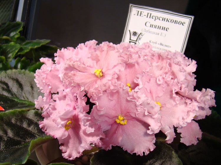 DSC03577.JPG