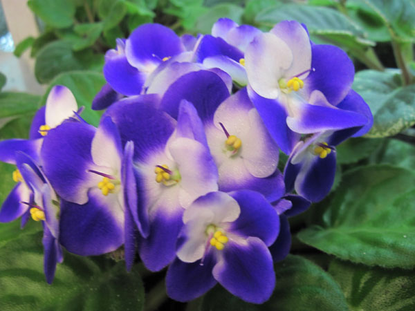 Humako-JASMINE.jpg