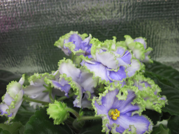 Ален-Electric-Blue.jpg