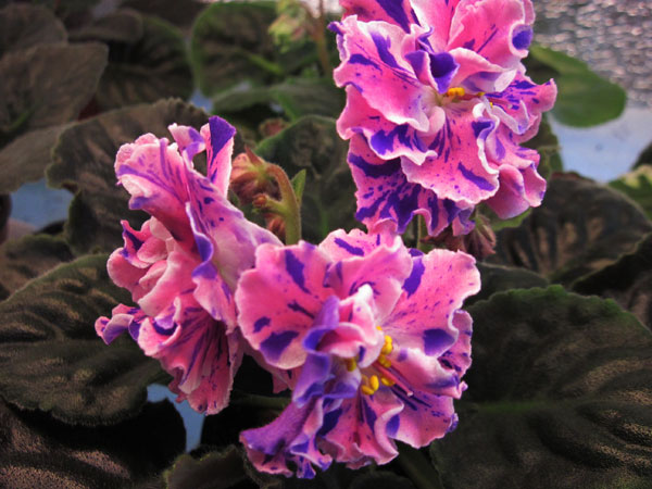 ЛЕ-Розмари.jpg