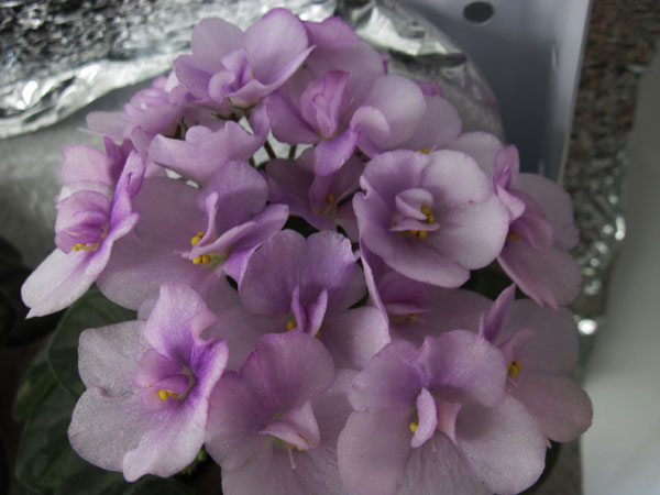 ЛЕ-Лавандовая-Жемчужина.jpg