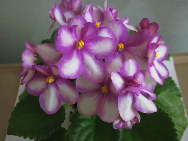 Сеянец.-мини1.jpg