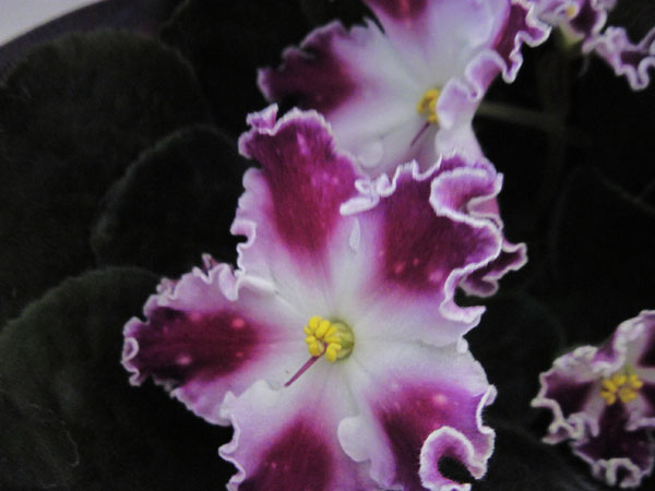 IMG_7367.JPG