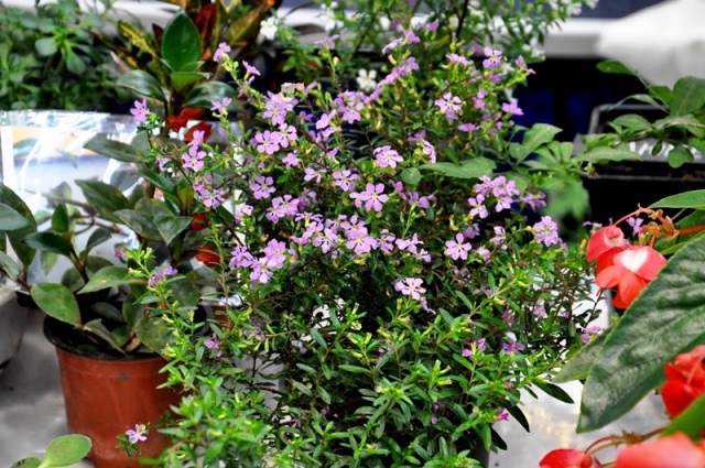 DSC_0167.jpg