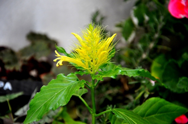 DSC_0298.jpg